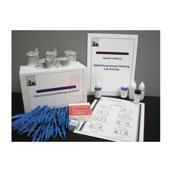 DNA/Chromosome Staining Lab Activity